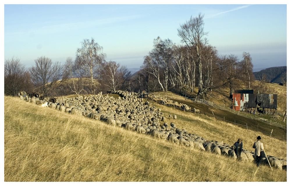 losgelassen aus dem Pferch