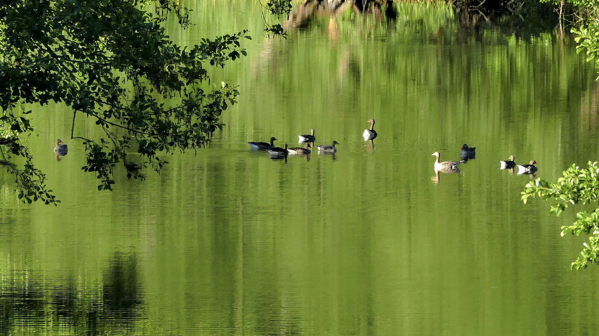 Losgelöst im grünen Wasser