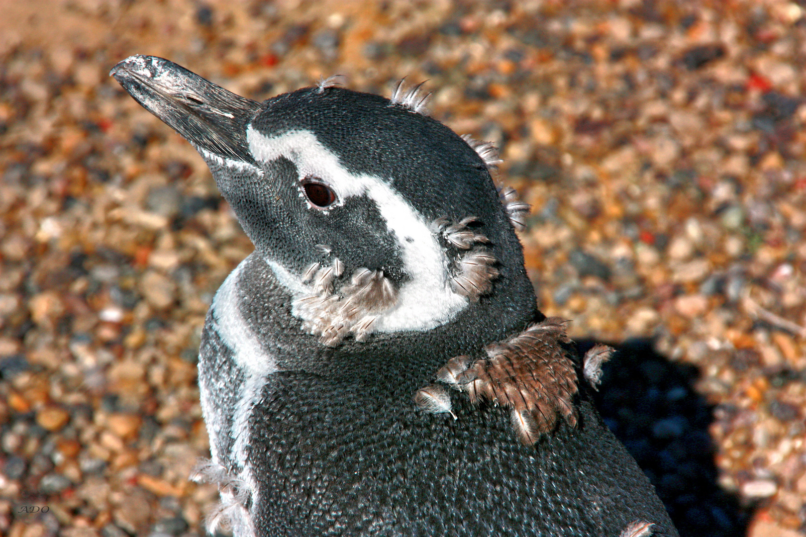 Losing His Feathers