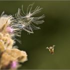 loslassen und fliegen