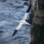 ...loslassen und fliegen | Gannet´s No.10...