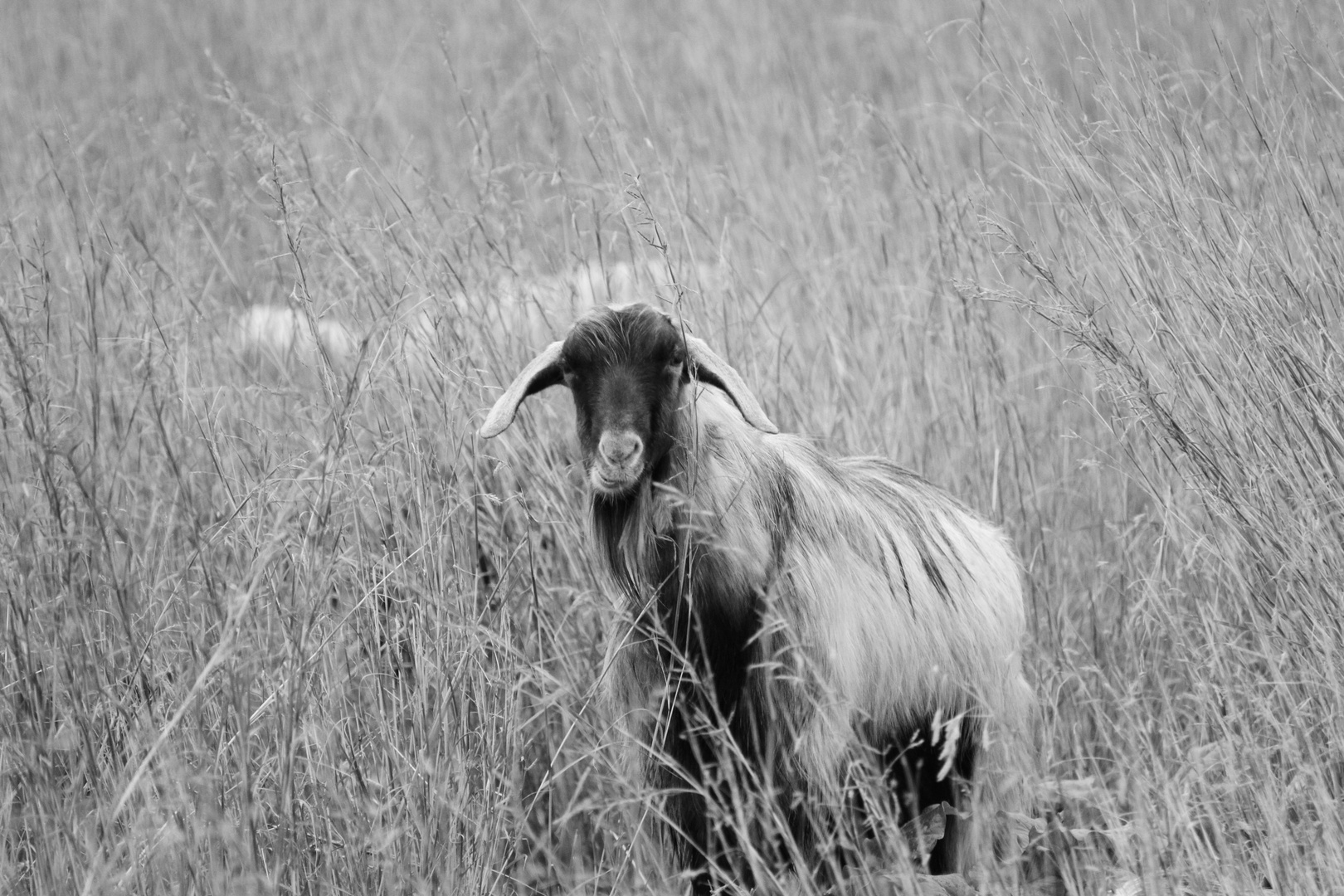 L'osservatore... capra di montagna