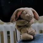 Lost Bunny