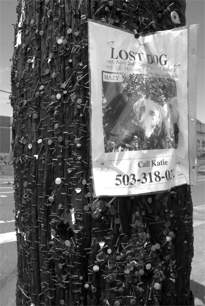lost dog und eine menge naegel