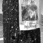 lost dog und eine menge naegel