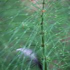 lost feather