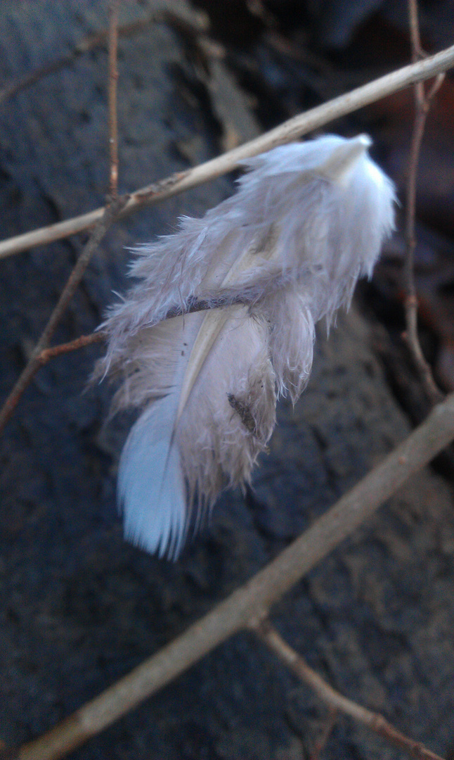 Lost feather