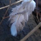 Lost feather