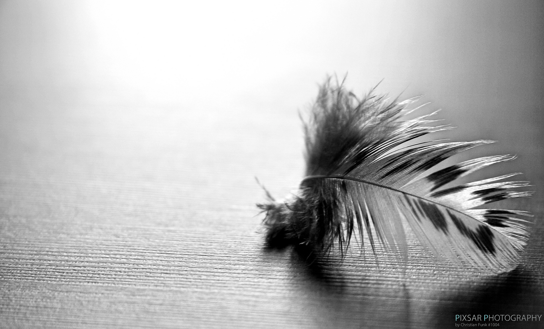 lost feather