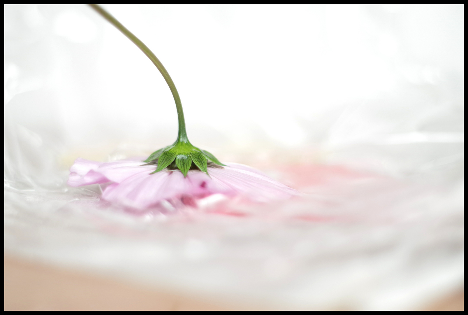 Lost Flower 8 Foto & Bild stillleben, pflanzen, pilze & flechten