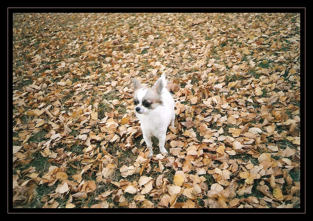 Lost in leaves