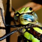 ~ Lost in Ocean Eyes ~ (Aeshna cyanea, m)