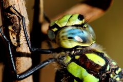 ~ Lost in Ocean Eyes ~ (Aeshna cyanea, m)