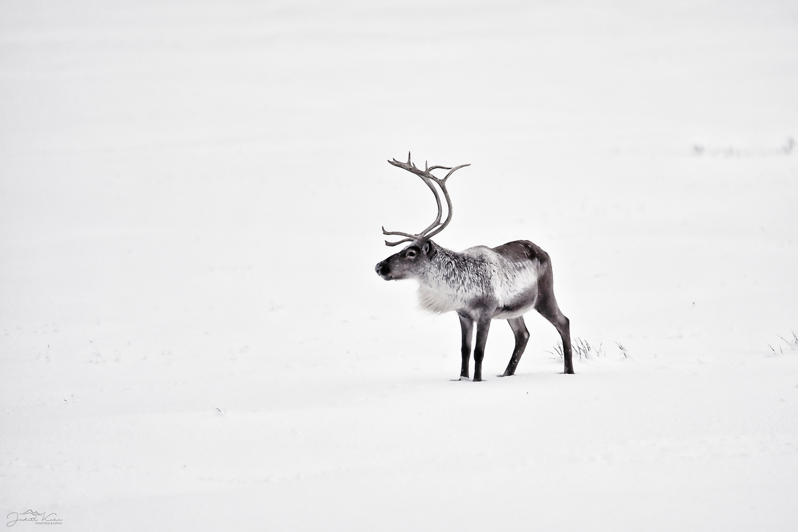 lost in snow