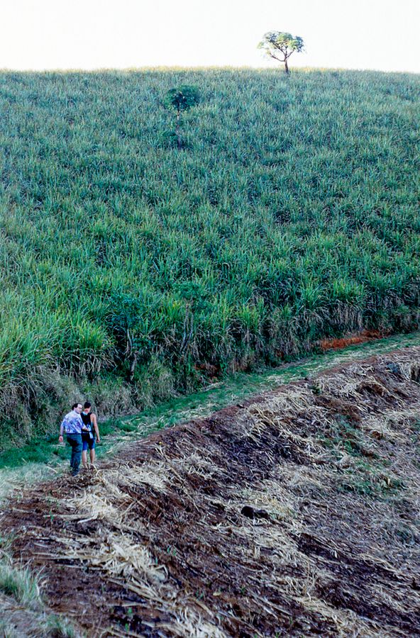 Lost in Sugar Cane