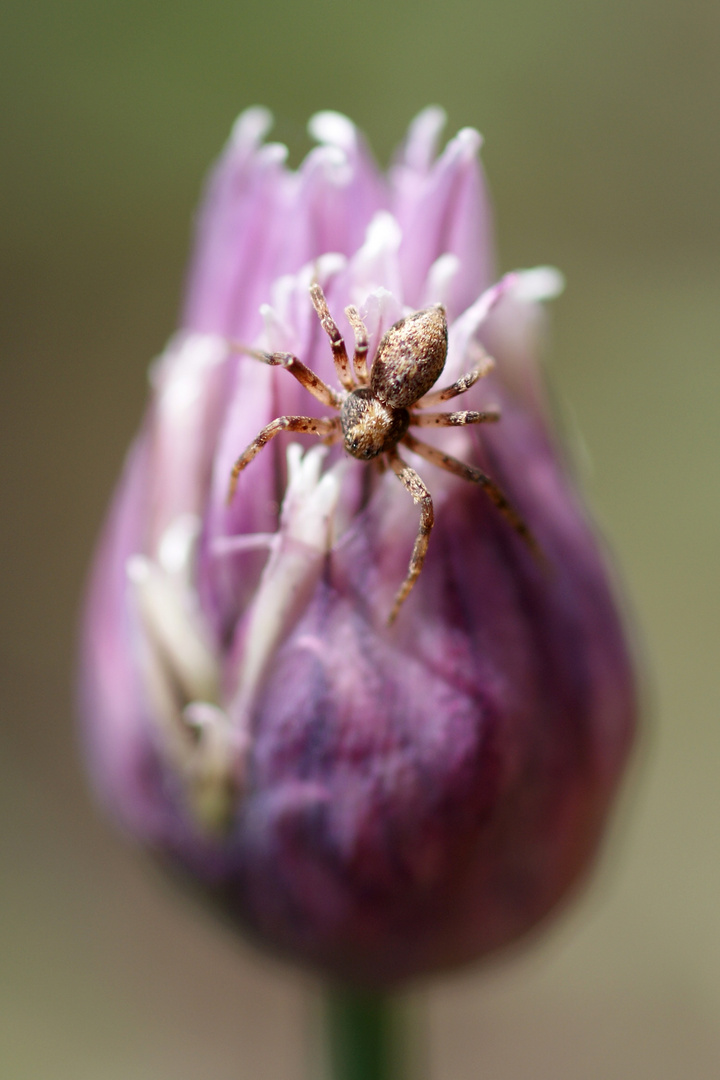 Lost in the Depth of Field.