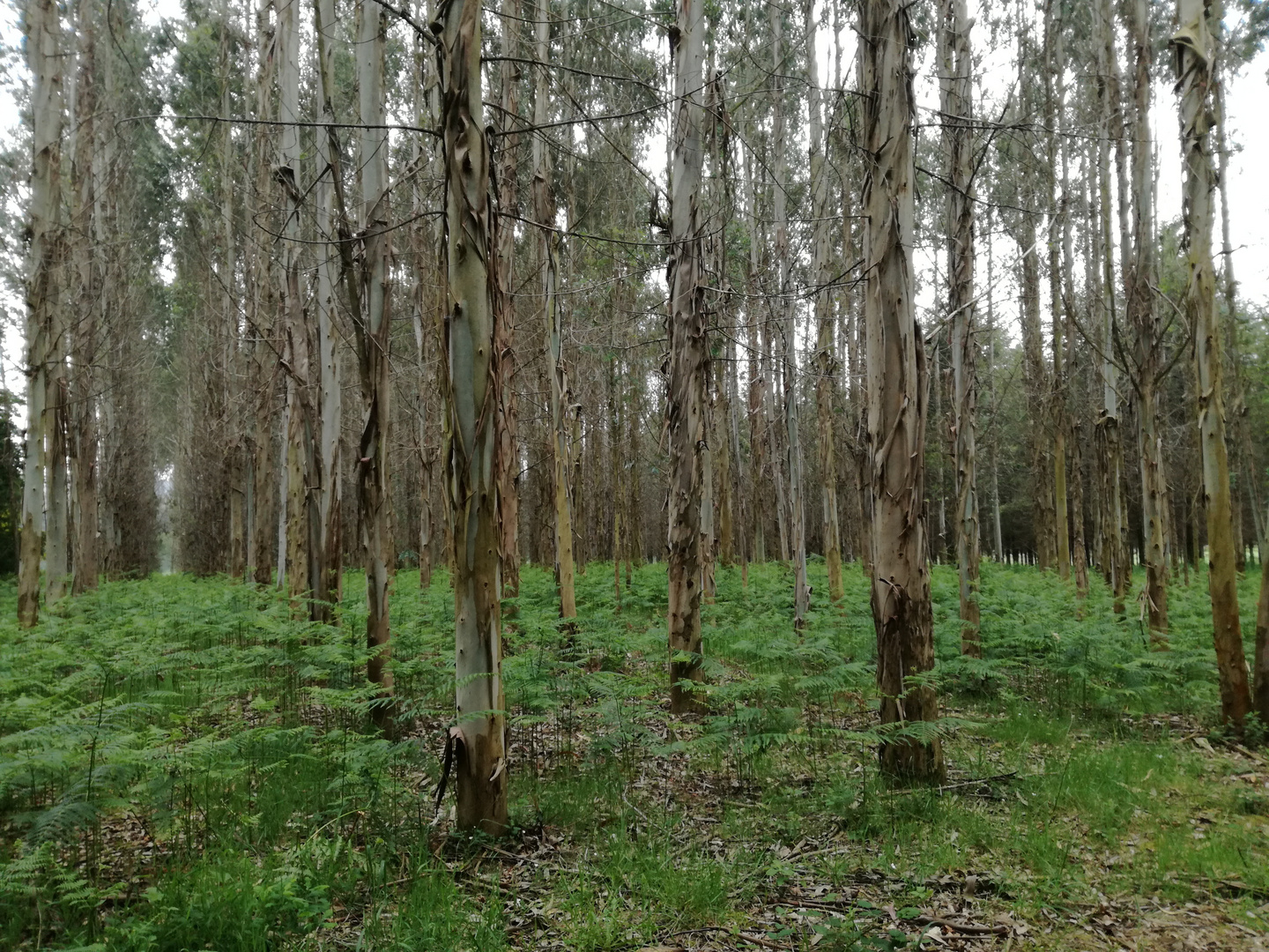 Lost in the forest