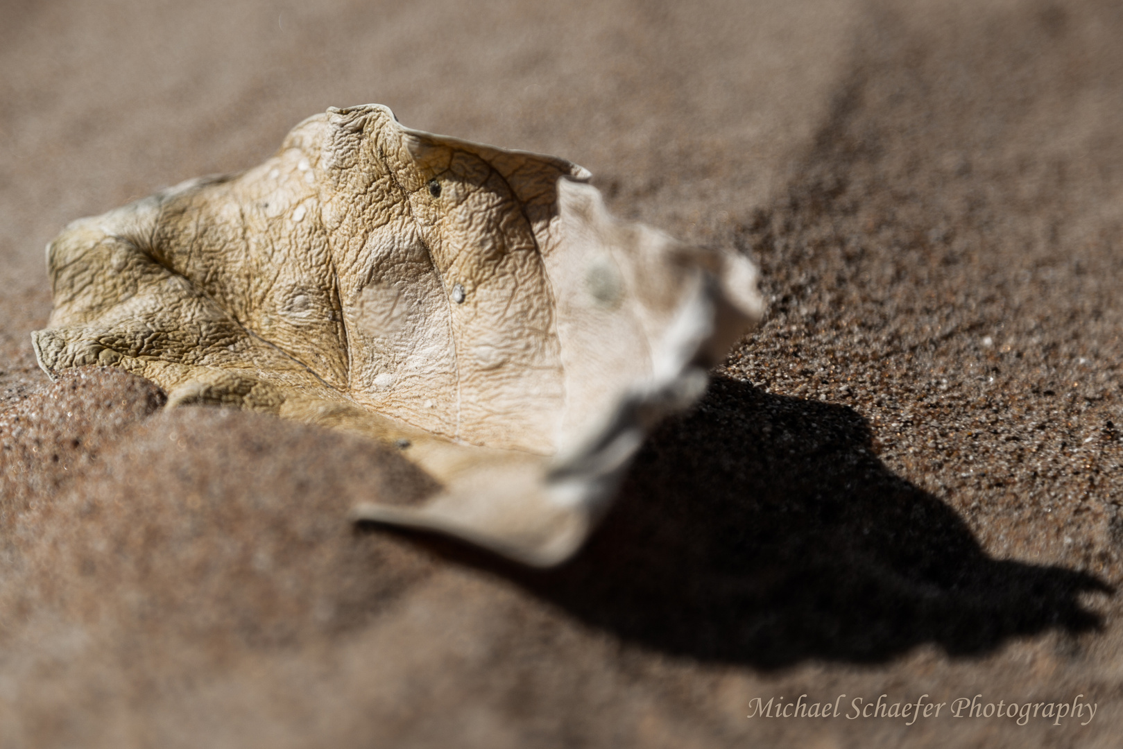 Lost in the Sand