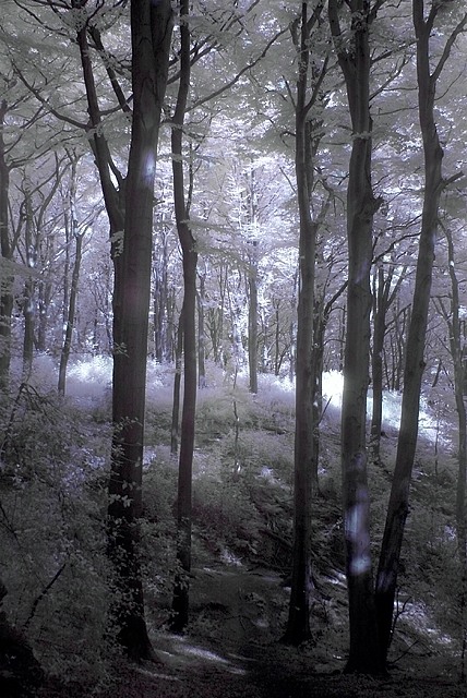 Lost in the Woods (IR Channel Shift)