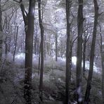 Lost in the Woods (IR Channel Shift)
