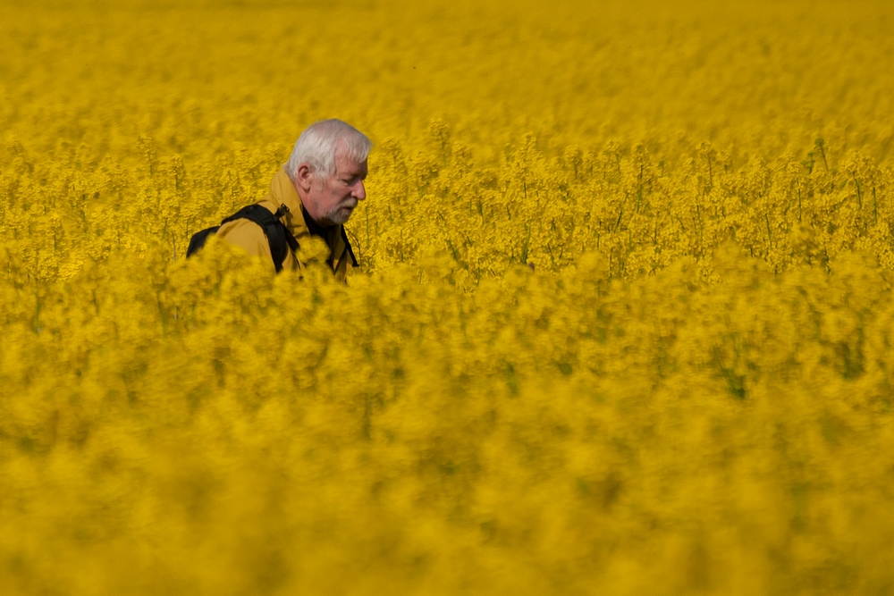 Lost in Yellow