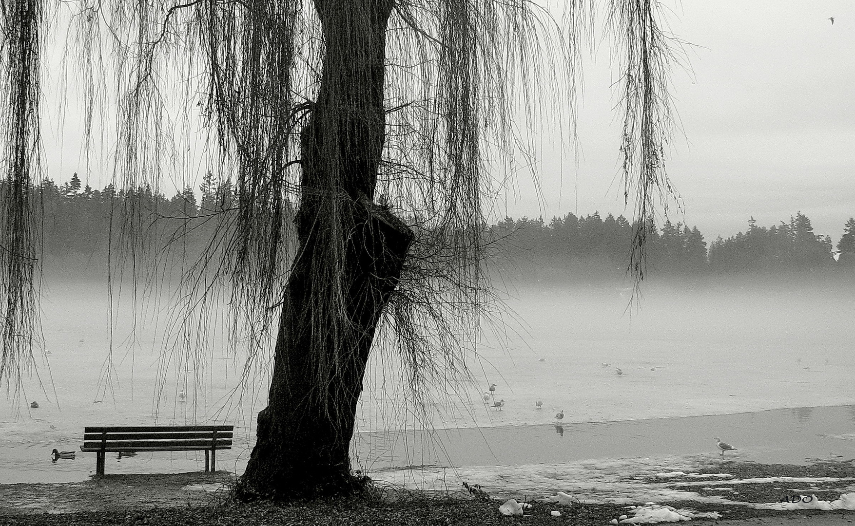 Lost Lagoon