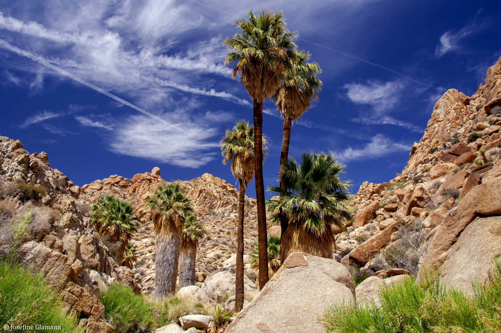 Lost Palm Oasis