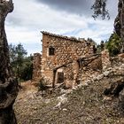 Lost Place eingerahmt von uralten Olivenbäumen