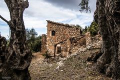 Lost Place eingerahmt von uralten Olivenbäumen