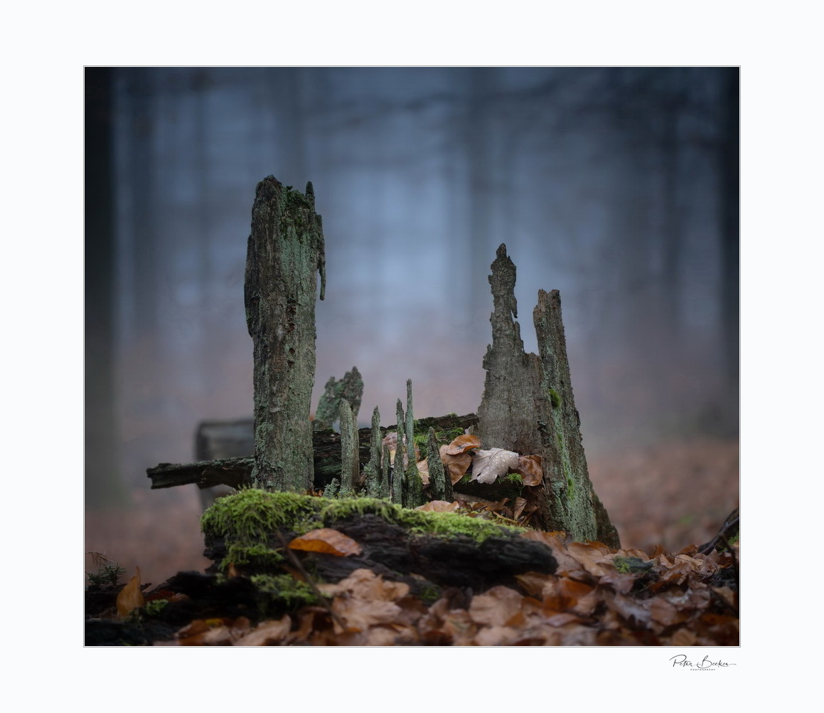 **lost place im Nebelwald**