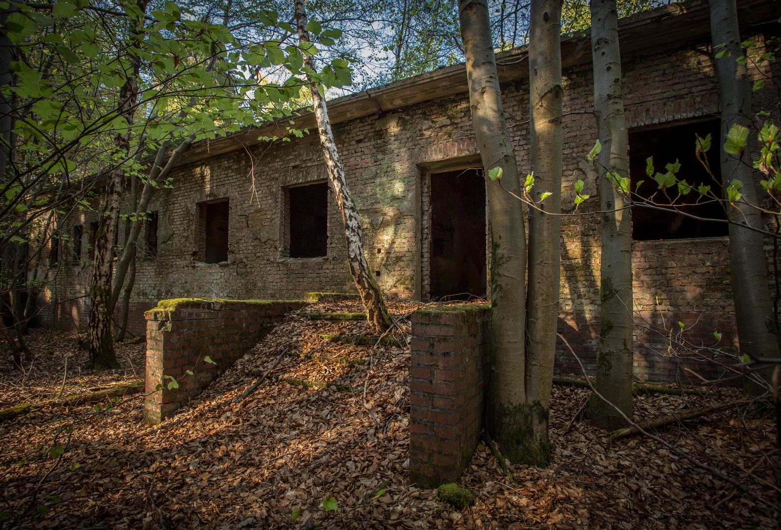 Lost Place mit Birke