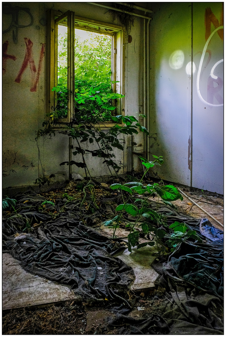 Lost place - Nature returns back