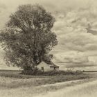 Lost Place - Verlassene Hütte im Weinberg in Sepia