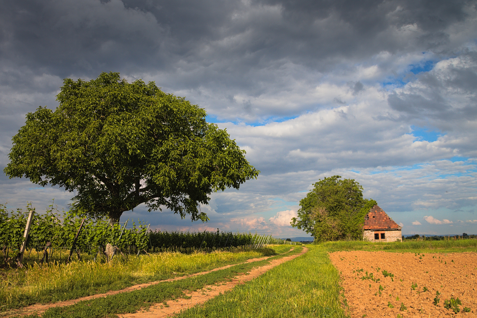 Lost places - Weinberg im Sonnenuntergang