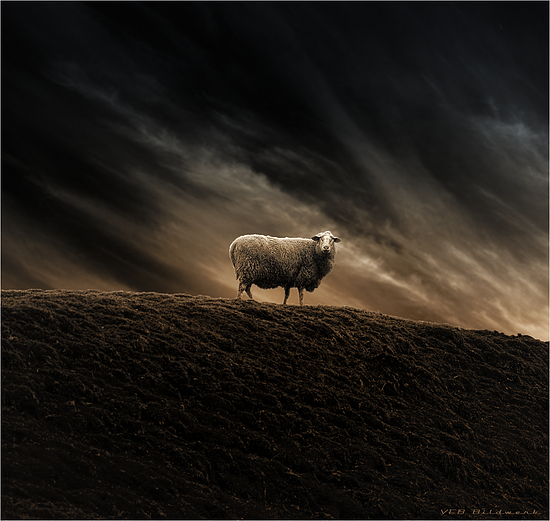 " lost sheep "