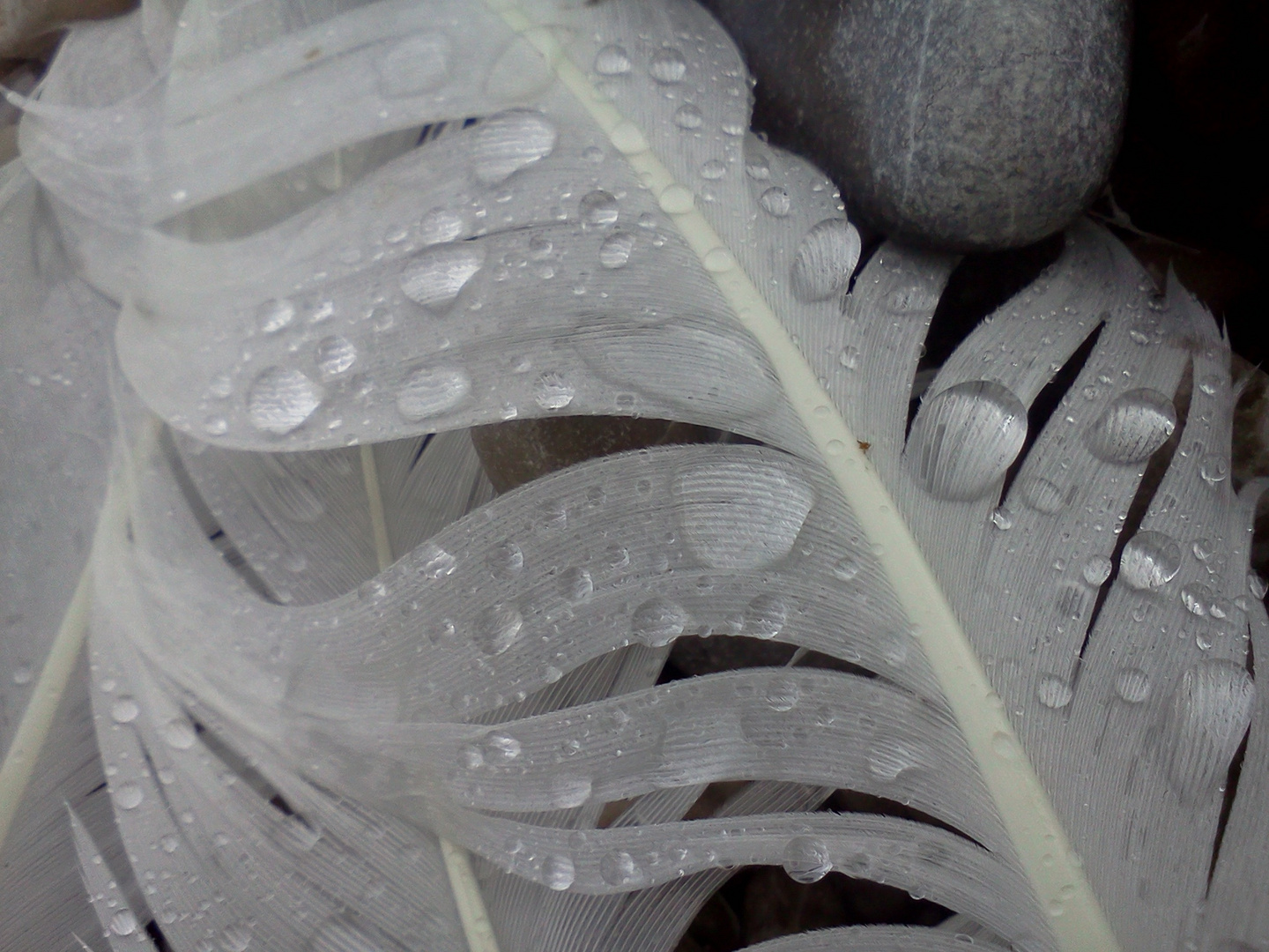 lost swan feather in the rain