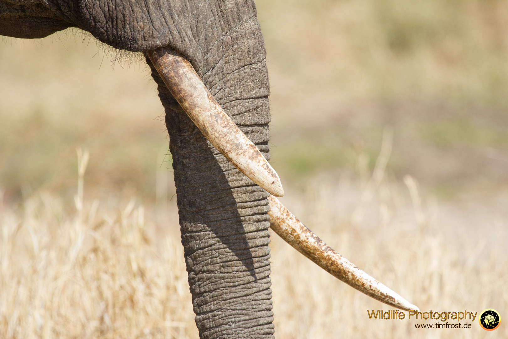 Lost Tusk