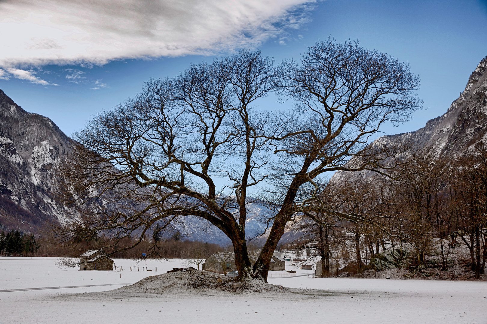 lostallo pianta