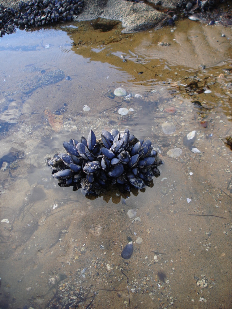 îlot de moules