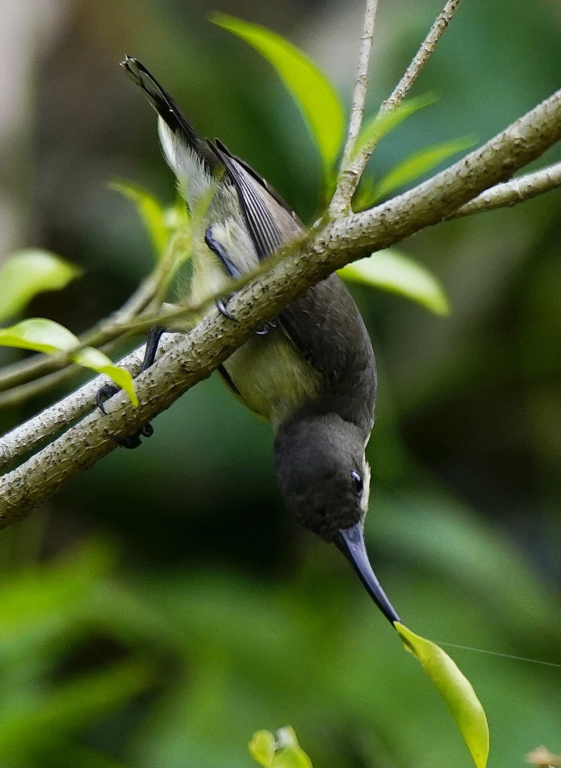 Lotens Sunbird.