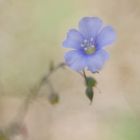 Lothringer Lein (Linum leonii)