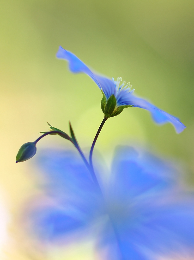  Lothringer Lein (Linum leonii)