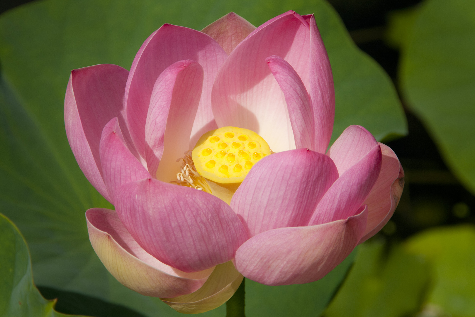Lotos Foto & Bild | archiv, flower power , archiv 2011 ...