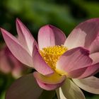 Lotos-Blüten im Arboretum bei Ellerhoop