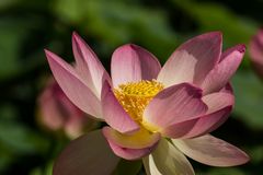 Lotos-Blüten im Arboretum bei Ellerhoop