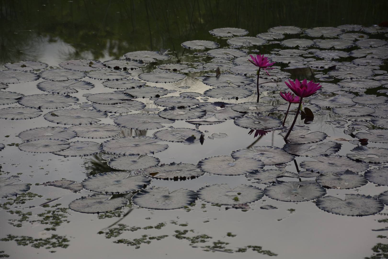 lotos en el lago