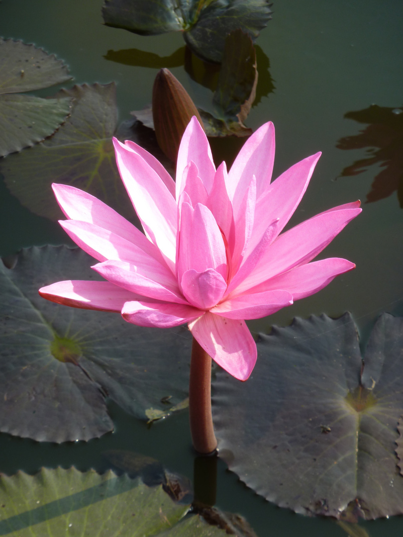 Lotos Flower in Sukhothai, Thailand