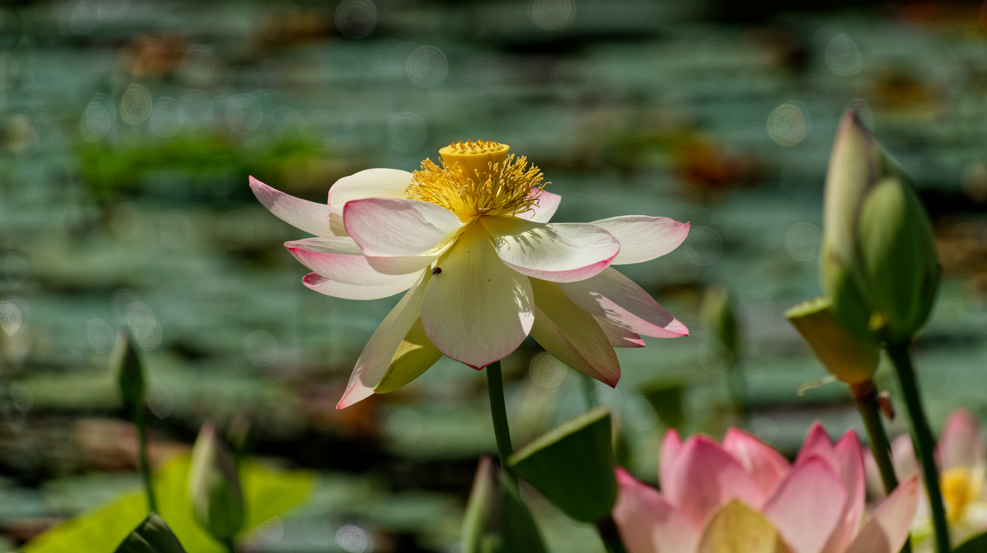 Lotos im Arboretum