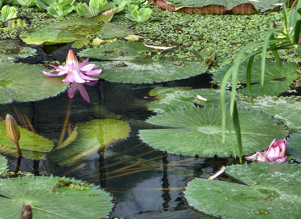 Lotos im Herbst