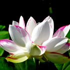 ***Lotos - Lotus - Nelumbo***